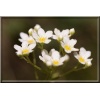 Saxifraga paniculata Miller - Skalnica gronkowa Miller - biały, wys 10/20, kw 5/6 C0,5 xxxy