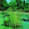 Schoenoplectus lacustris - Oczeret jeziorny - zielony wodny, wys 200 C0,5 