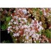 Sedum album Coral Carpet - Rozchodnik biały Coral Carpet - biały, czerwonobrązowy liść, wys 5/10, kw 6/7 FOTO