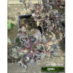 Sedum hybridum Sunsparkler Dazzleberry - Rozchodnik ogrodowy Sunsparkler Dazzleberry - różowe, wys. 15, kw. 8/9 C0,5