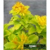 Sedum kamtschaticum - Rozchodnik kamczacki - złoty, jasnozielony liść, wys 15, kw 7/8 C0,5