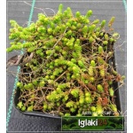 Sedum lydium Aureum - Rozchodnik lydyjski Aureum - żółte liście, wys 5, kw 6/7 FOTO