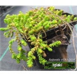 Sedum lydium Aureum - Rozchodnik lydyjski Aureum - żółte liście, wys 5, kw 6/7 C0,5