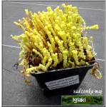 Sedum lydium Aureum - Rozchodnik lydyjski Aureum - żółte liście, wys 5, kw 6/7 C0,5