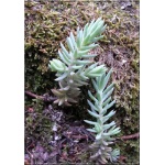 Sedum reflexum Elegant - Rozchodnik ościsty Elegant - szaroniebieskie liście, wys 20, kw 8/9 C0,5 