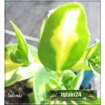 Sedum Spectabile Variegatum - Rozchodnik okazały Variegatum - żółto pstre liście, wys 40, kw 8/10 C0,5