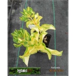 Sedum Spectabile Variegatum - Rozchodnik okazały Variegatum - żółto pstre liście, wys 40, kw 8/10 C0,5