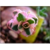 Sedum spurium Tricolor - Rozchodnik kaukaski Tricolor - pstre liście, różowy C0,5 