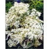 Sedum telephium Frosty Morn - Rozchodnik wielki Frosty Morn - pstre liście, biało-różowe kwiaty, wys. 50, kw. 7/9 C0,5 xxxy