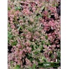 Sedum telephium Touchdown Jade - Rozchodnik wielki Touchdown Jade - kwiat brzoskwiniowy, liść niebieskozielony, wys 20, kw 8/9 C0,5 P xxxy