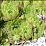 Sempervivum ruthenicum - Rojnik ruski - różowy, wys. 15, kw 7/8 C0,5 
