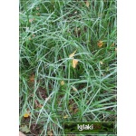 Sesleria albicans - Sesleria caerulea - Sesleria skalna - srebrne pedy - czarne kłosy,wys 10/25, kw 4/6 FOTO