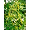 Sophora japonica - Perełkowiec japoński FOTO
