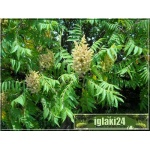 Sorbaria sorbifolia - Tawlina jarzębolistna C3 80-100cm