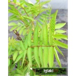 Sorbaria sorbifolia - Tawlina jarzębolistna C3 80-100cm