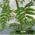 Sorbus aucuparia Asplenifolia - Jarząb pospolity Asplenifolia FOTO 