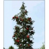 Sorbus aucuparia Fastigiata - Jarząb Pospolity Fastigiata ob. _12-14 C_45 _300-350cm