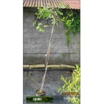 Sorbus aucuparia Pendula - Jarząb pospolity Pendula PA _140-160cm C_12 _150-200cm