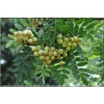 Sorbus cashmiriana - Jarząb kaszmirski f. naturalna C5 _150-180cm