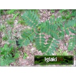 Sorbus cashmiriana - Jarząb kaszmirski f. naturalna C5 _150-180cm