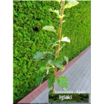 Sorbus intermedia - Jarząb szwedzki C3 60-80cm