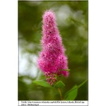 Spiraea billardii - Tawuła Billarda - purpuroworóżowe FOTO 