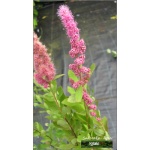 Spiraea billardii - Tawuła Billarda - purpuroworóżowe C2 30-40cm