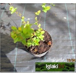 Spiraea densiflora - Tawuła gęstokwiatowa - różowe C2 10-20cm