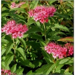 Spiraea japonica Anthony Waterer - Tawuła japońska Anthony Waterer - rubinowe FOTO
