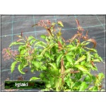 Spiraea japonica Crispa - Tawuła japońska Crispa - różowe FOTO
