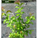Spiraea japonica Crispa - Tawuła japońska Crispa - różowe C1,5 20-40cm 