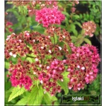 Spiraea japonica Dart\'s Red - Tawuła japońska Dart\'s Red - rubinowoczerwone FOTO