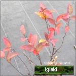 Spiraea japonica Froebelii - Tawuła japońska Froebelii - ciemnopurpurowe FOTO