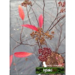 Spiraea japonica Goldflame - Tawuła japońska Goldfame - ciemnoróżowe FOTO