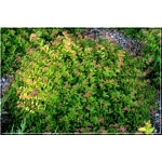 Spiraea japonica Green Carpet - Tawuła japońska Green Carpet - jasnoróżowe FOTO