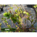 Spiraea japonica Little Princess - Tawuła japońska Little Princess - jasnoróżowe C2 20-30cm