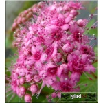 Spiraea japonica Manon - Tawuła japońska Manon - różowe C1,5 20-60cm