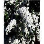 Spiraea nipponica Snowmound - Tawuła nippońska Snowmound - białe FOTO