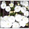 Spiraea prunifolia Plena - Tawuła śliwolistna Plena - białe FOTO