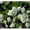 Symphoricarpos doorenbosii White Hedge - Śnieguliczka Doorenbosa White Hedge C2 30-50cm