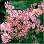 Syringa Josee - Lilak Josee - różowo-fioletowe FOTO