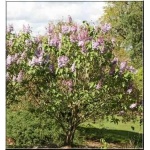 Syringa vulgaris Kathrine Havemeyer - Lilak pospolity Kathrine Havemeyer - lawendoworóżowe C2 15-50cm