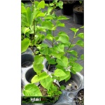 Syringa vulgaris Kathrine Havemeyer - Lilak pospolity Kathrine Havemeyer - lawendoworóżowe C2 15-50cm