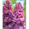 Syringa vulgaris Prodige - Lilak pospolity Prodige - purpurowo-liliowe FOTO