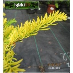 Taxus baccata Elegantissima - Cis pospolity Elegantissima C7,5 10-20x50-70cm