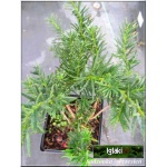 Taxus baccata Repandens - Cis pospolity Repandens C1,5 10-20x20-30cm 