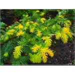 Taxus baccata Summergold - Cis pospolity Summergold C7,5 10-20x30-40cm xxxy