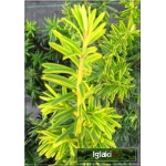 Taxus baccata Summergold - Cis pospolity Summergold C2 10-20x20-30cm