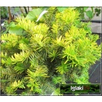 Taxus baccata Summergold - Cis pospolity Summergold C2 10-20x20-30cm