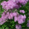 Thalictrum aquilegifolium - Rutewka orlikolistna - purpurowy, wys 40/150, kw 7/9 C0,5